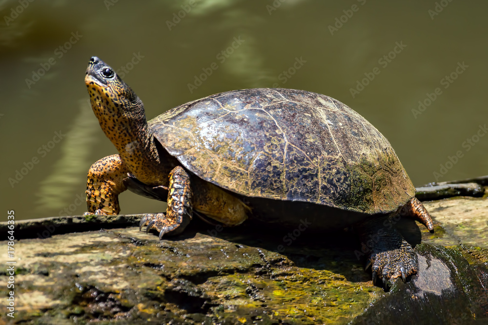 A River Turtle on a log in natural rainforest canal at Tortuguero National Park - Costa Rica A River Turtle on a log in natural rainforest canal at Tortuguero National Park - Costa Rica