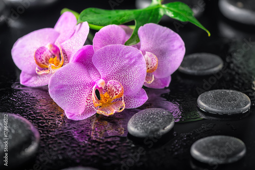 beautiful spa composition of blooming twig lilac orchid flower  green leaf with dew and zen basalt stones  close up