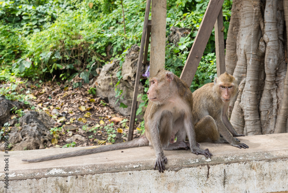 Monkeys on stone wall in garden.Thailand.
