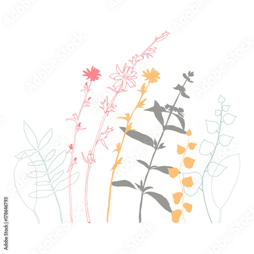 Floral vector botanical illustration with different hand drawn leaves  wild flowers and plants