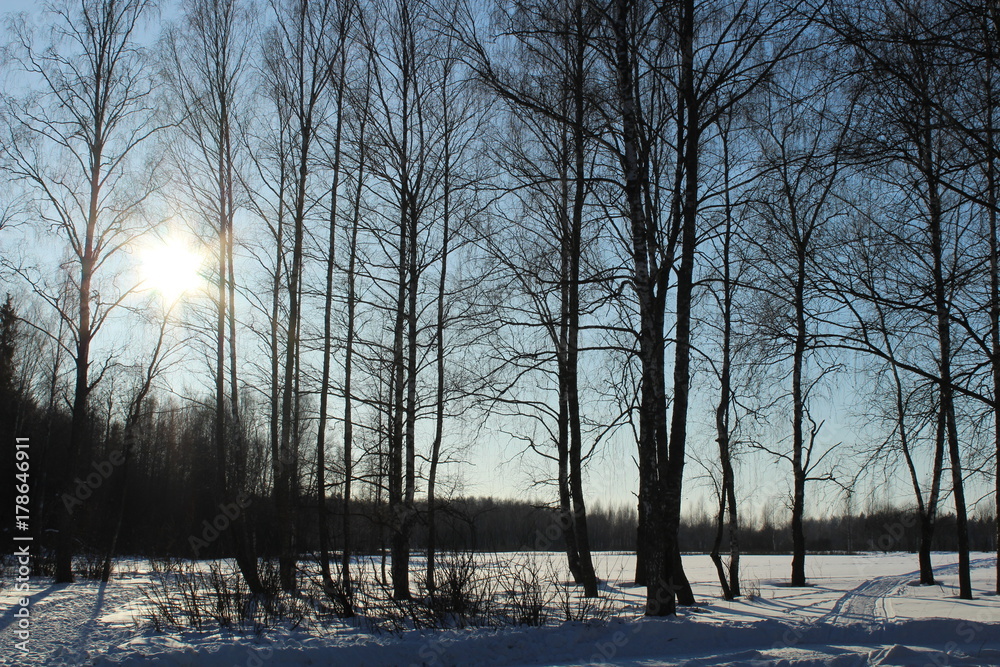Fototapeta premium in winter