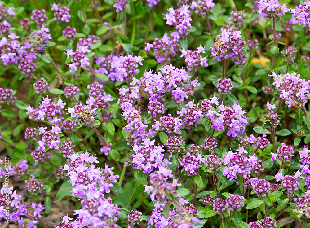 Flowers thyme background