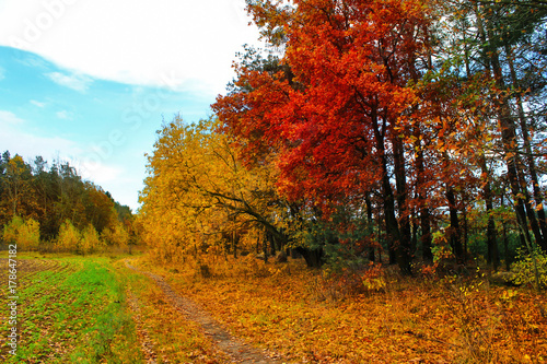 A beautiful autumn landscape. Autumn forest after rain