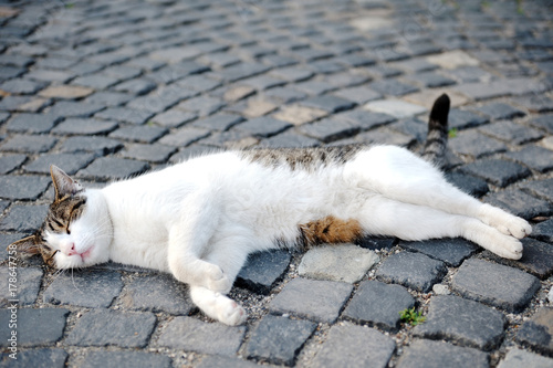 Cat sleeping on a cobblestone street