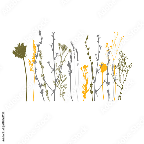 Meadow grasses, herbs and flowers outlines.