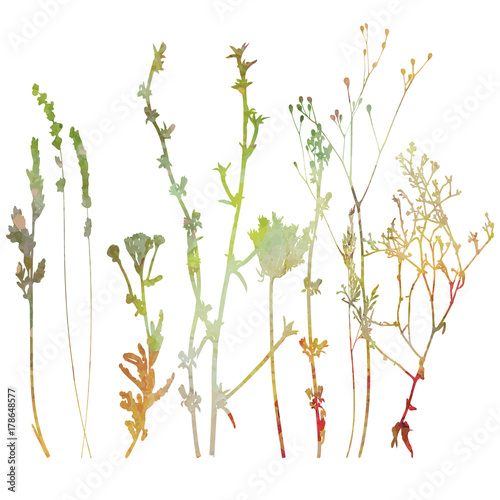 Meadow grasses  herbs and flowers outlines in watercolor style.