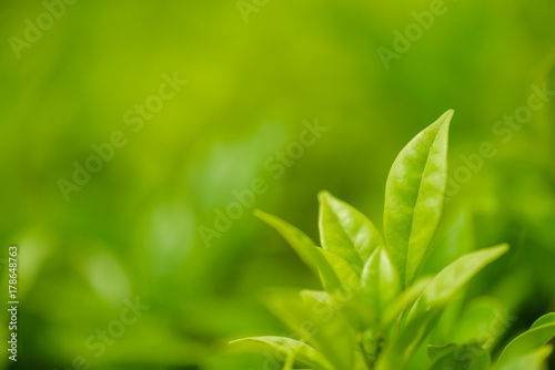 Soft focus green leave in sunlight and green background.