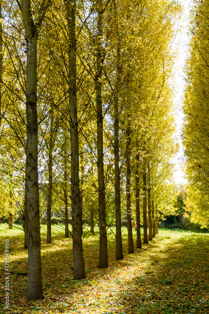 Obraz premium Rows of poplar trees with bright yellow leaves in a grove illuminated by an autumnal sunlight in a residential area in the suburbs of Paris, France.