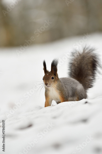Red squirrel on snow. Squirrel in winter. © Erik Mandre