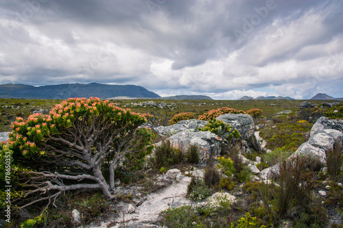A flowering protea bush leans away from a hiking trail with cloudy skies threatening rain 