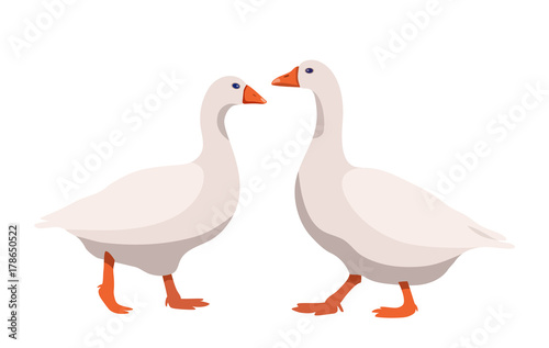 Pair of geese isolated on white background, geese couple in flat style