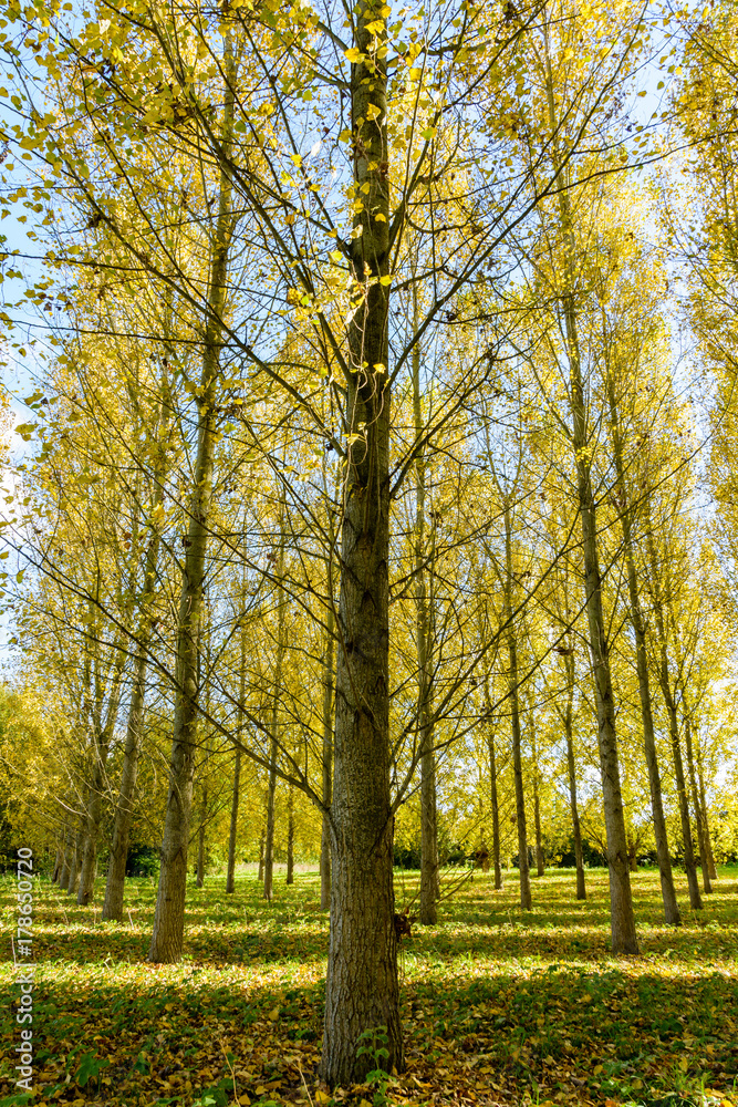 Fototapeta premium A poplar grove in a residential area in the suburbs of Paris, France, illuminated by an autumnal sunlight making the yellow leaves shine bright.