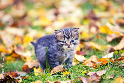 Little kitten walking outdoor on the fallen leaves in autumn garden