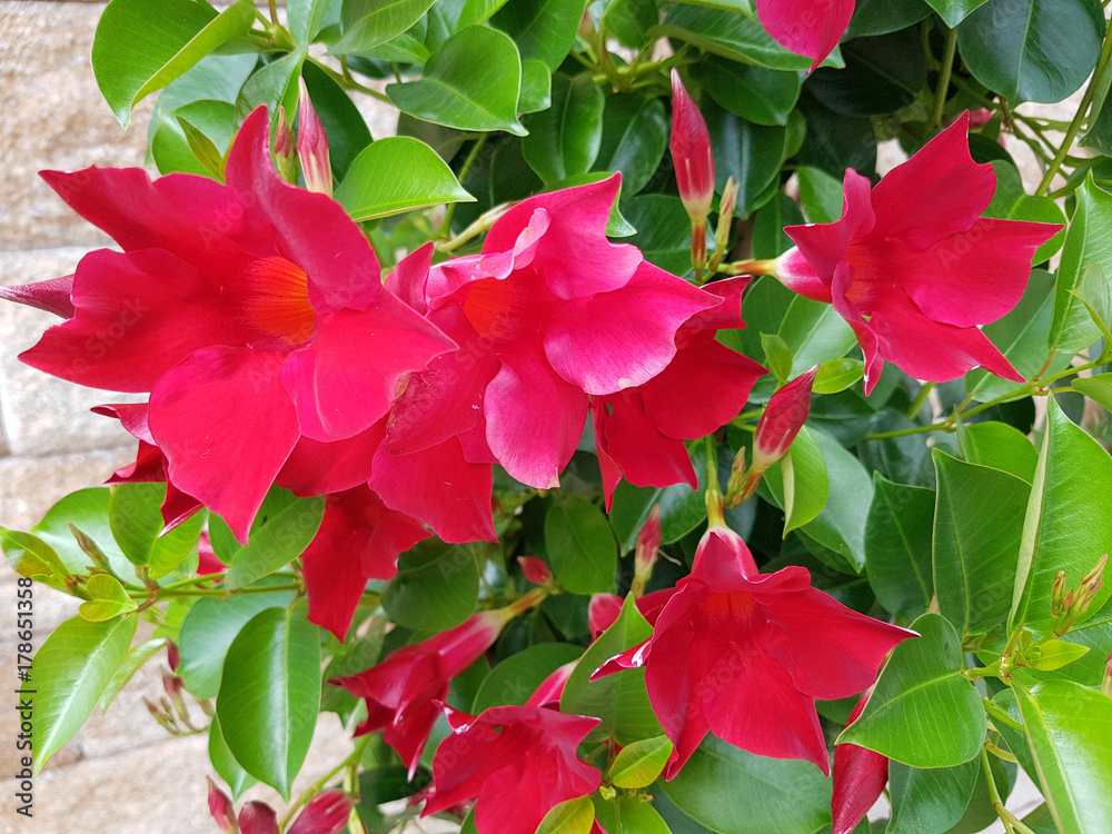 Dipladenia, Sanderi, Sundaville, Balkonblumen, Kuebelpflanze Dipladenia, Sanderi, Sundaville, Balkonblumen, Kuebelpflanze