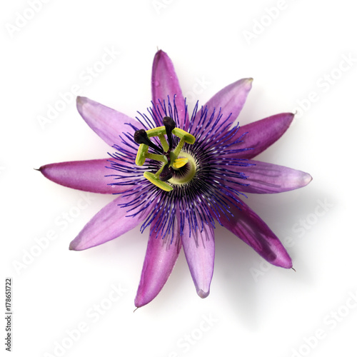 Passionsblume, Passiflora Violacea, Violette, Heilpflanze photo