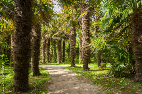 Path through palm trees in a park