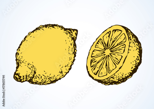 Lemon. Vector drawing
