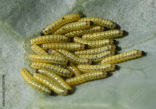 Raupen, Grosser Kohlweissling, Pieris, brassicae