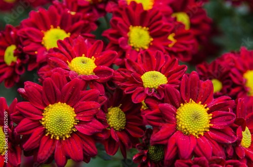 blossom red chrysanthemum