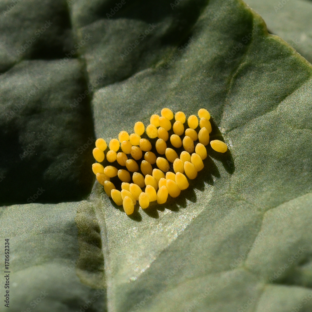 Schmetterlingseier Grosser Kohlweissling Pieris Brassicae Eier schmetterlingseier-grosser-kohlweissling-pieris-brassicae-eier