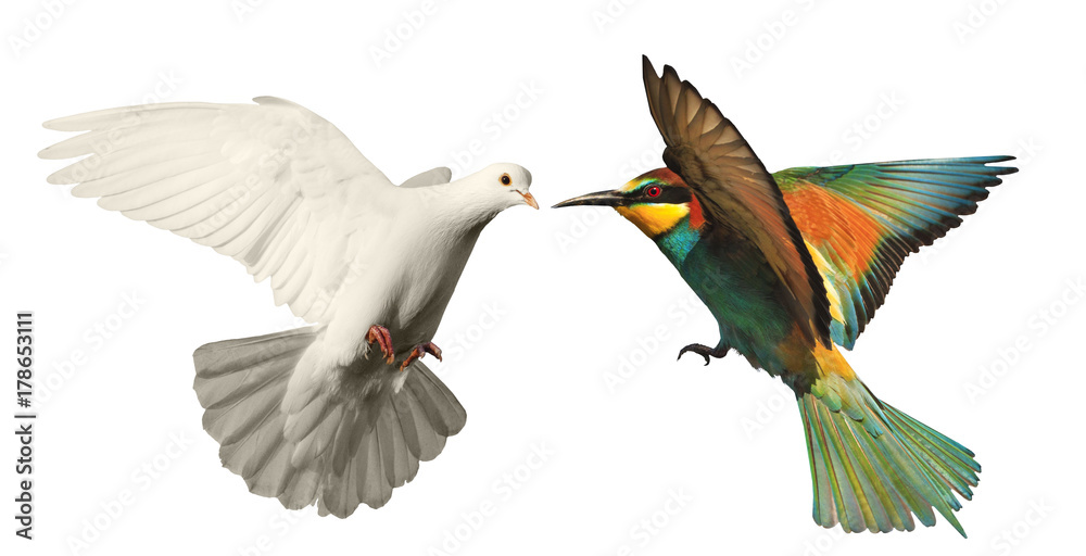 Obraz premium white dove and colored bird on a white background