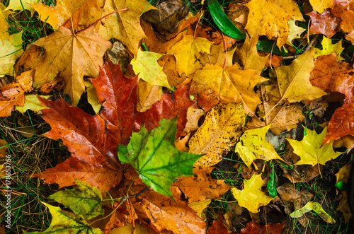 foggy morning .autumn landscape . on the ground lay colorful leaves . nature in different colors . can be background .