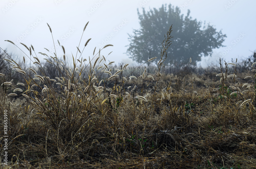Fototapeta premium foggy morning .autumn landscape . on the ground lay colorful leaves . nature in different colors . can be background .
