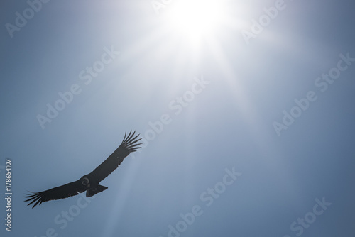 Condor vola con il sole alle spalle photo