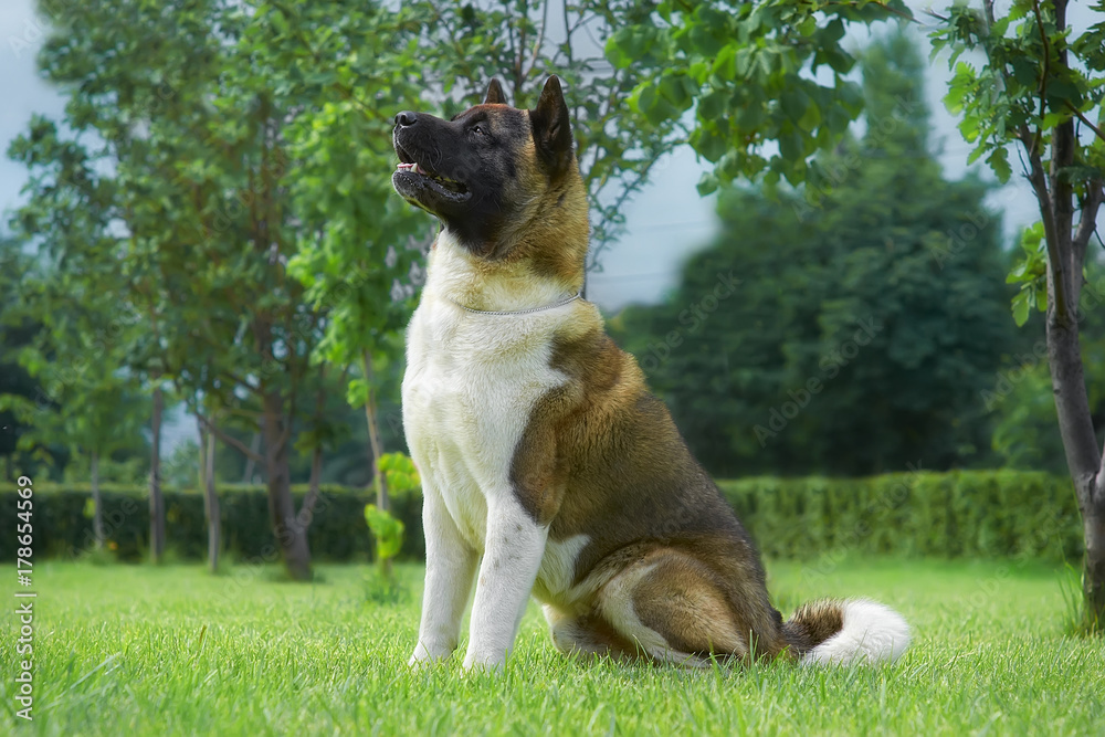 American Akita in the garden on the green lawn Portrait of a dog's exhibition sit