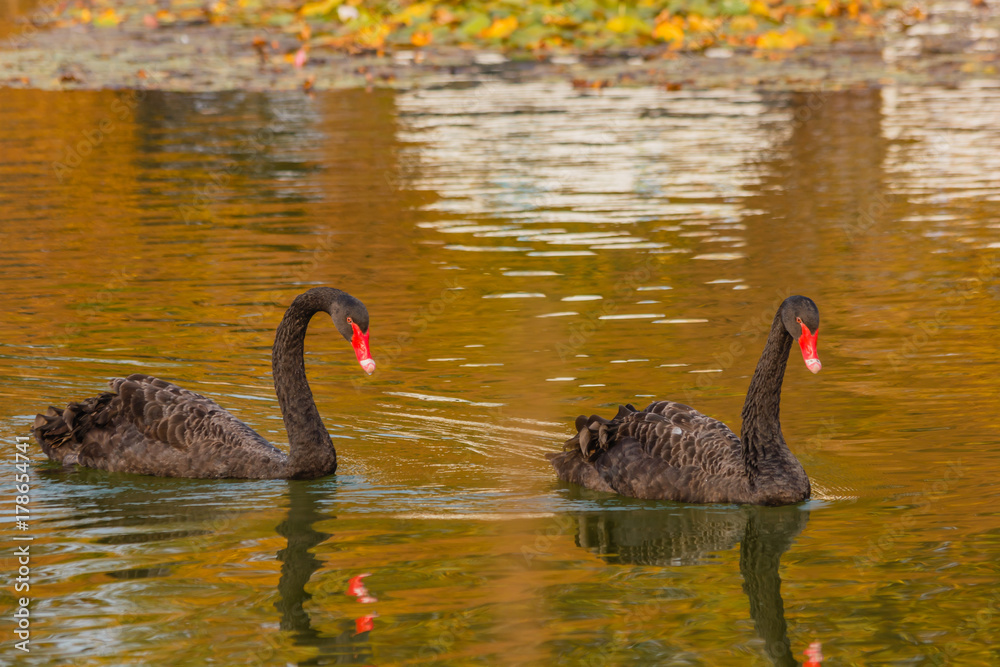 Fototapeta premium a rare exemplary of black swan exsisting in Italy /It is a water selvatic bird with black plumage and a red beak with a white tip