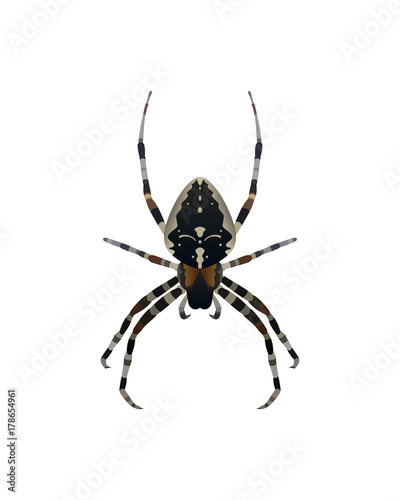 Insect spider vector illustration © Ayvengo