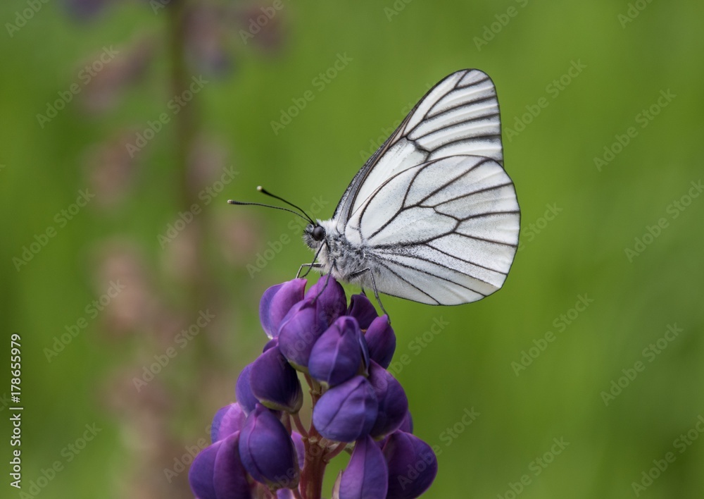 White Butterfly White Butterfly