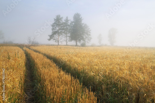 rural road passes through a field of ripe wheat in the misty morning