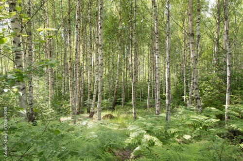 Birchforest