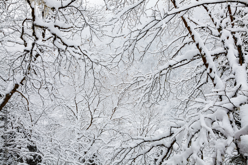 Winter view of trees with snow covered branches Winter view of trees with snow covered branches
