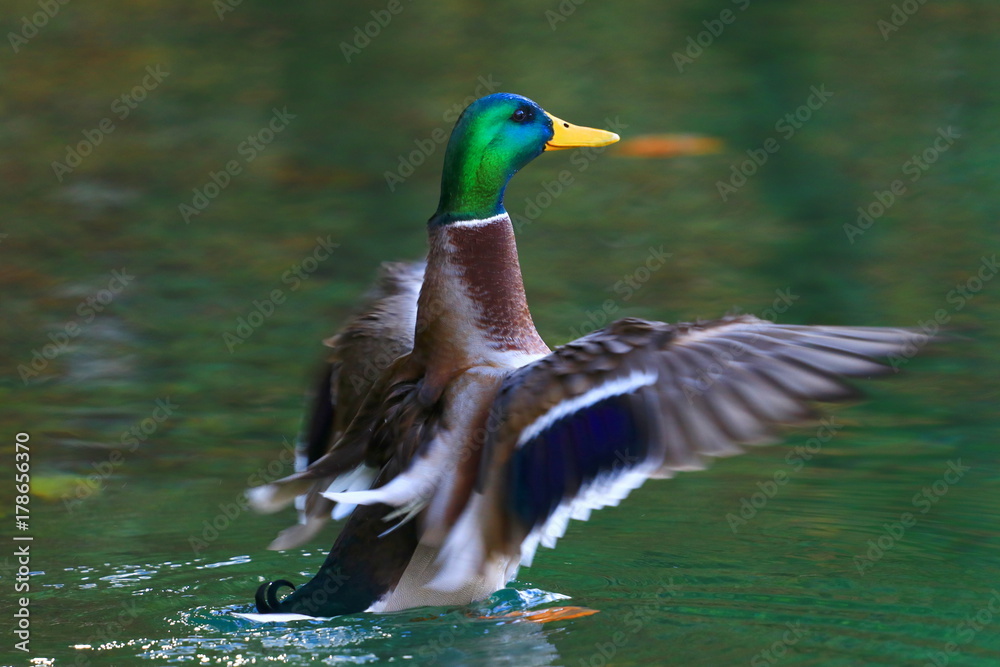 Obraz premium Mallard ostentation