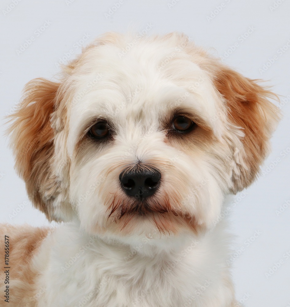 Havaneser Portrait im Studio