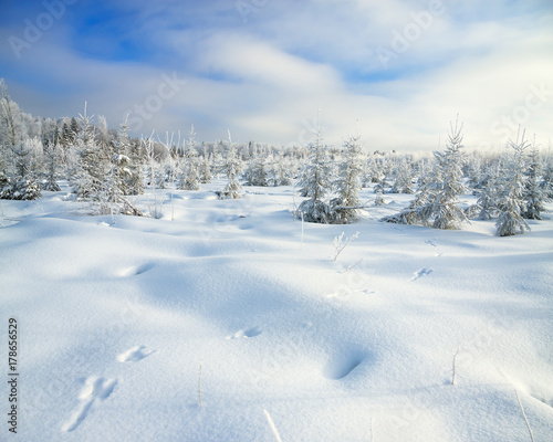panorama winter landscape with forest and traces of a hare on snow