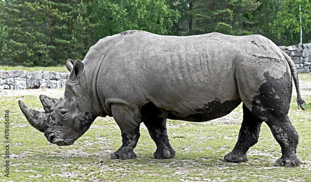 Obraz premium African rhinoceros. Latin name - Diceros bicornis