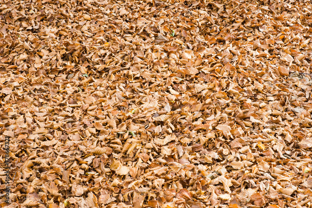 Autumn in Forca D'Acero, Abruzzo National Park, Italy