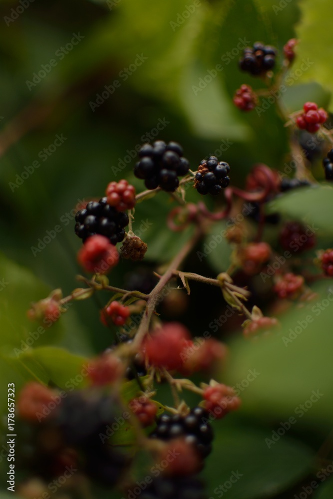 blackbery blackbery