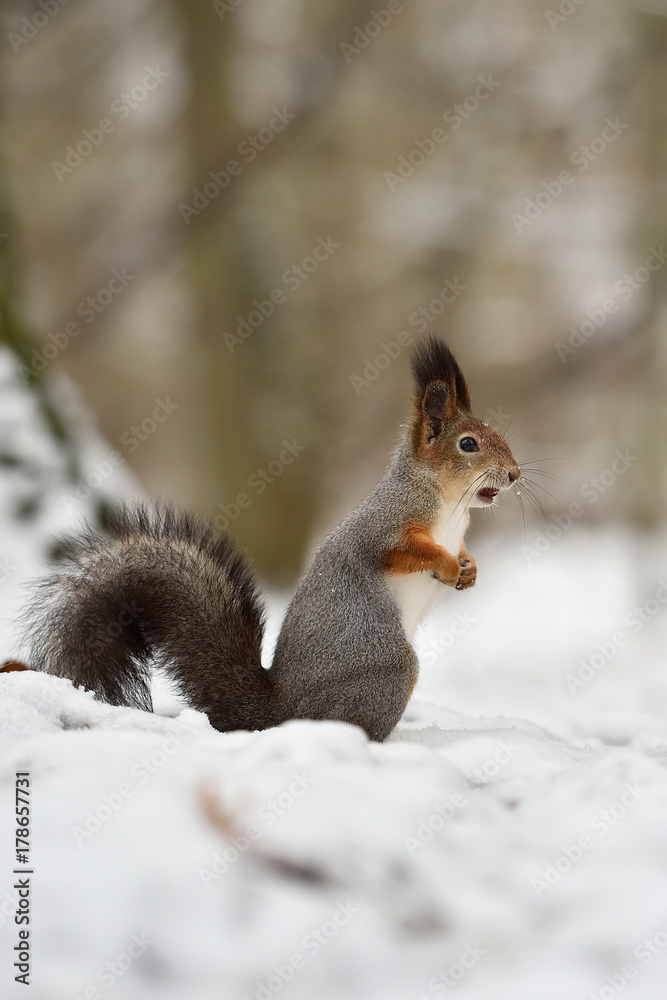 Red Squirrel on snow. Red Squirrel in winter.
