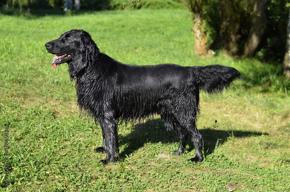 black flat coated retriever climbed out of the water and was wet