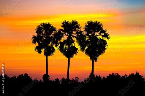 Silhouette of sugar palm trees with rice filed isolated on white background .