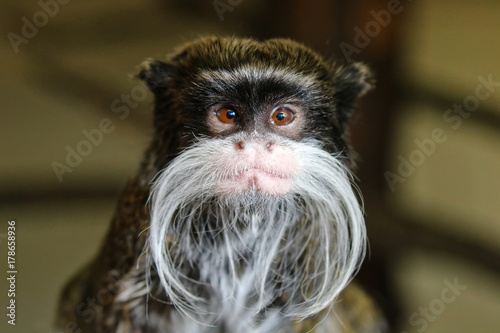 Emperor Tamarin Monkey