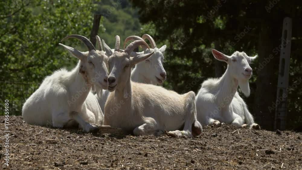 group of white goats lying at farm, 4k
group of white goats lying at farm, 4k