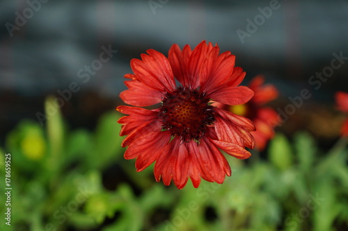 Schilderij op canvas Gaillardia 1