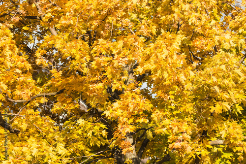 The crown of the maple is bright yellow in autumn