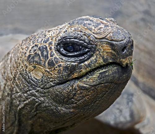 Head of radiated tortoise. Latin name - Astrochelys radiata