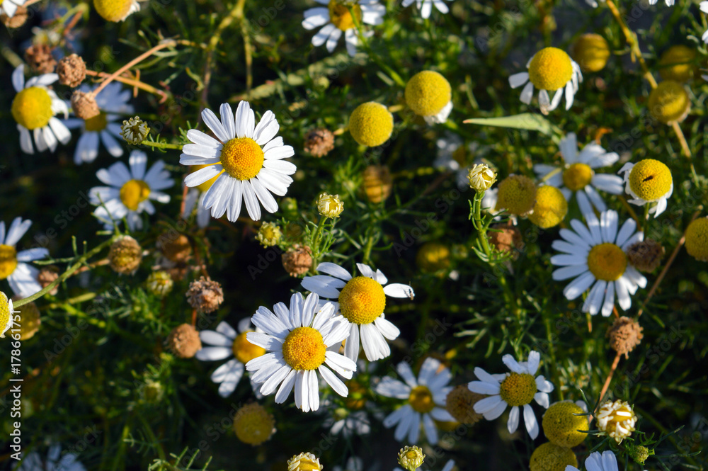 Fototapeta premium German chamomile on summer meadow, small scented wild chamomile blooming in august, popular plant of natural medicine